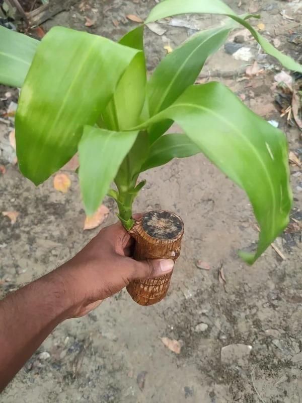 Brazilian Lucky Wood Mini Home Plant Decorations LASATECH