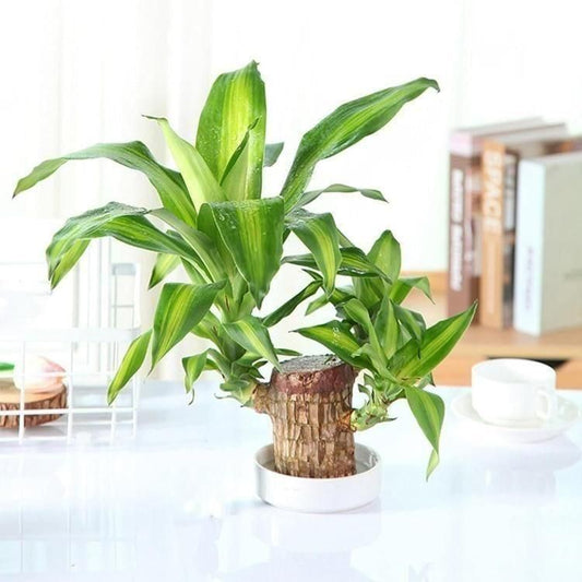 Brazilian Lucky Wood Mini Home Plant Decorations LASATECH