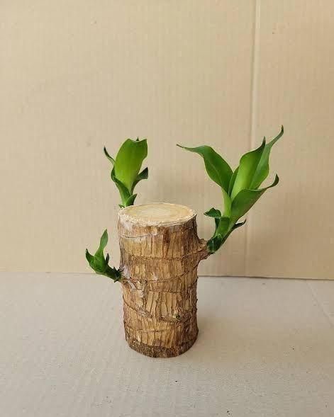 Brazilian Lucky Wood Mini Home Plant Decorations LASATECH