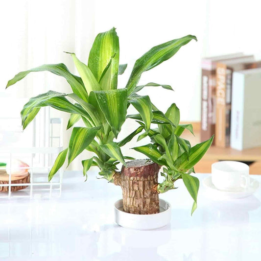 Brazilian Lucky Wood, Mini Home Plant Decorations LASATECH