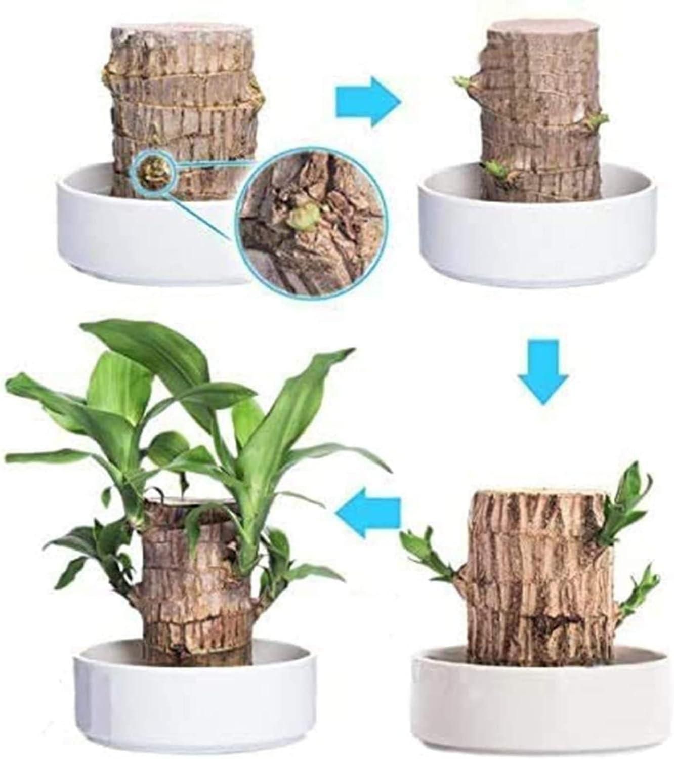 Brazilian Lucky Wood, Mini Home Plant Decorations LASATECH